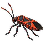 Small Milkweed Bug