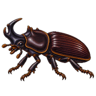 Horned Passalus Beetle
