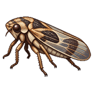 Alder Spittlebug