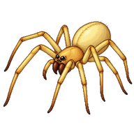 Yellow Sac Spider