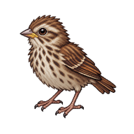 Song Sparrow Fledgling