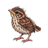 Song Sparrow Nestling