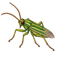 Four-lined Plant Bug