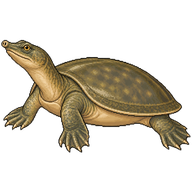 Asian Softshell Turtle