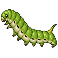 Hummingbird Clearwing Moth Larva