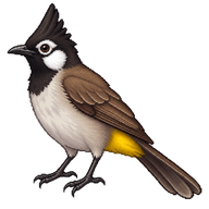 White-spectacled Bulbul