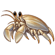 Atlantic Sand Crab