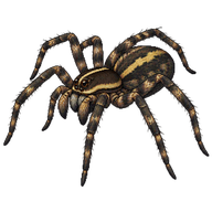 Dark Fishing Spider