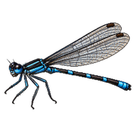 Dusky Dancer
