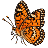 Pearl Crescent