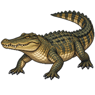 Saltwater Crocodile