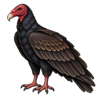 Turkey Vulture