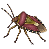 Sloe Bug