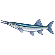 Common halfbeak