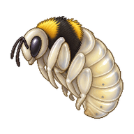 Buff-tailed Bumblebee Pupa