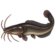 Walking Catfish