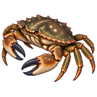 Rock Crab
