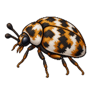Varied Carpet Beetle