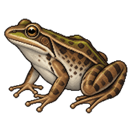 Fujian Frog