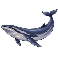Fin Whale