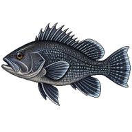 Black Sea Bass