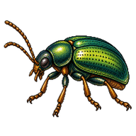 Leaf Beetle
