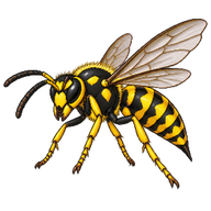 Southern Yellowjacket