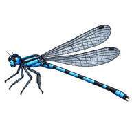 Blue-fronted Dancer