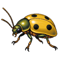 Four-Spotted Leaf Beetle