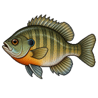 Bluegill