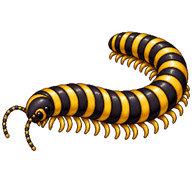 Bumblebee Millipede