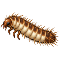 Larder Beetle Larva