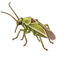 European Tarnished Plant Bug