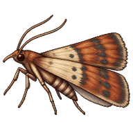 Indian Meal Moth