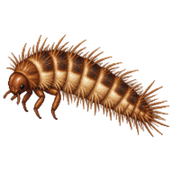 Fur Beetle Larva