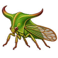 Buffalo Treehopper