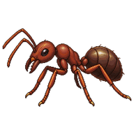 American Ant