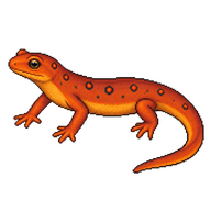 Eastern Newt