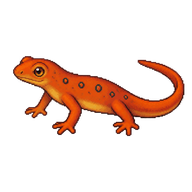 Eastern Newt (Red Eft)