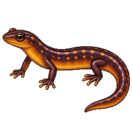 Spring Salamander