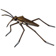 Common Pond Skater
