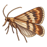 Stored Grain Moth