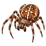 Hentz Orb Weaver