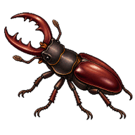 Reddish-brown Stag Beetle