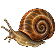 Gulf Stream Planorbid Snail