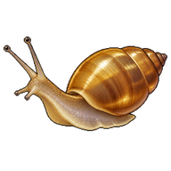 Fragrant Ambersnail
