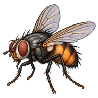 European Fly