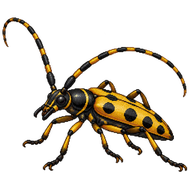 Spotted Longhorn Beetle