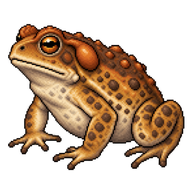 Cane Toad