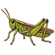 Marsh Meadow Grasshopper